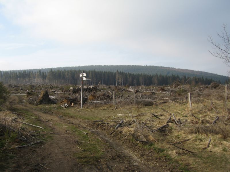 Langenberg (05) Mehr Schaeden von Kyrill